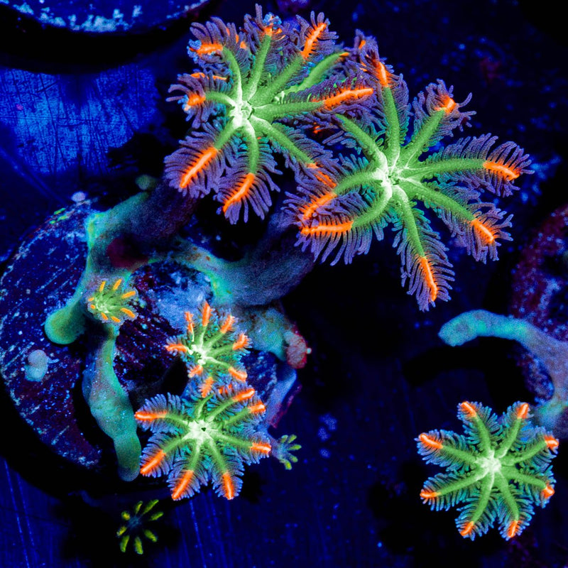 FireWork Clove Polyps