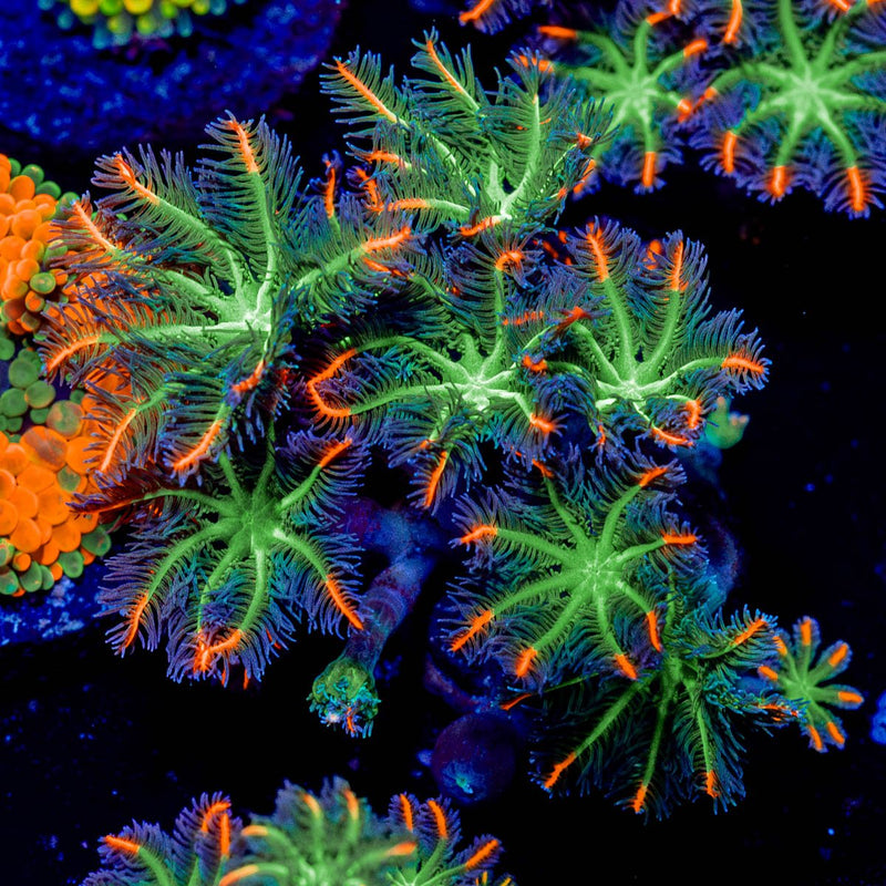 FireWork Clove Polyps