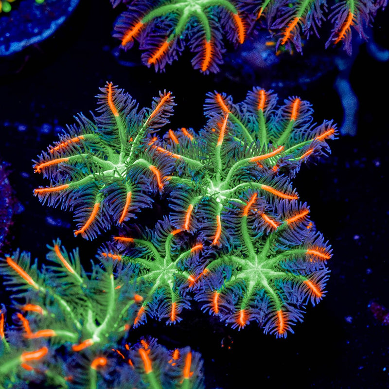 FireWork Clove Polyps