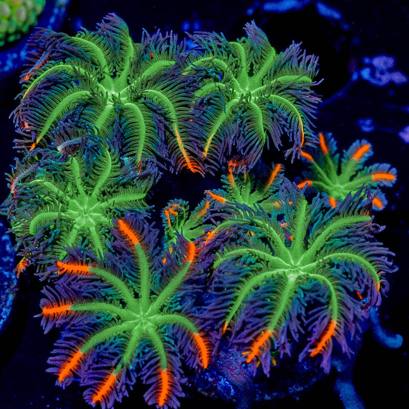 FireWork Clove Polyps