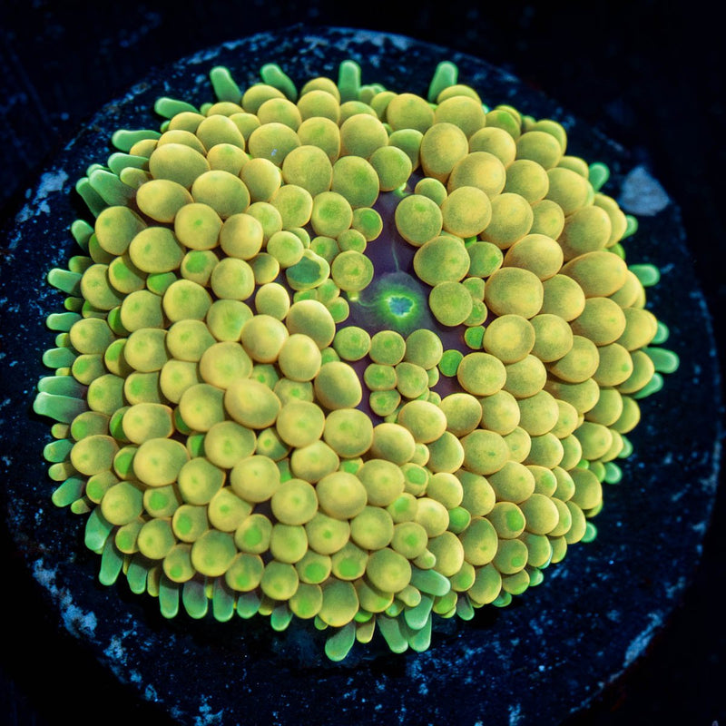 Yellow Ricordea Mushroom