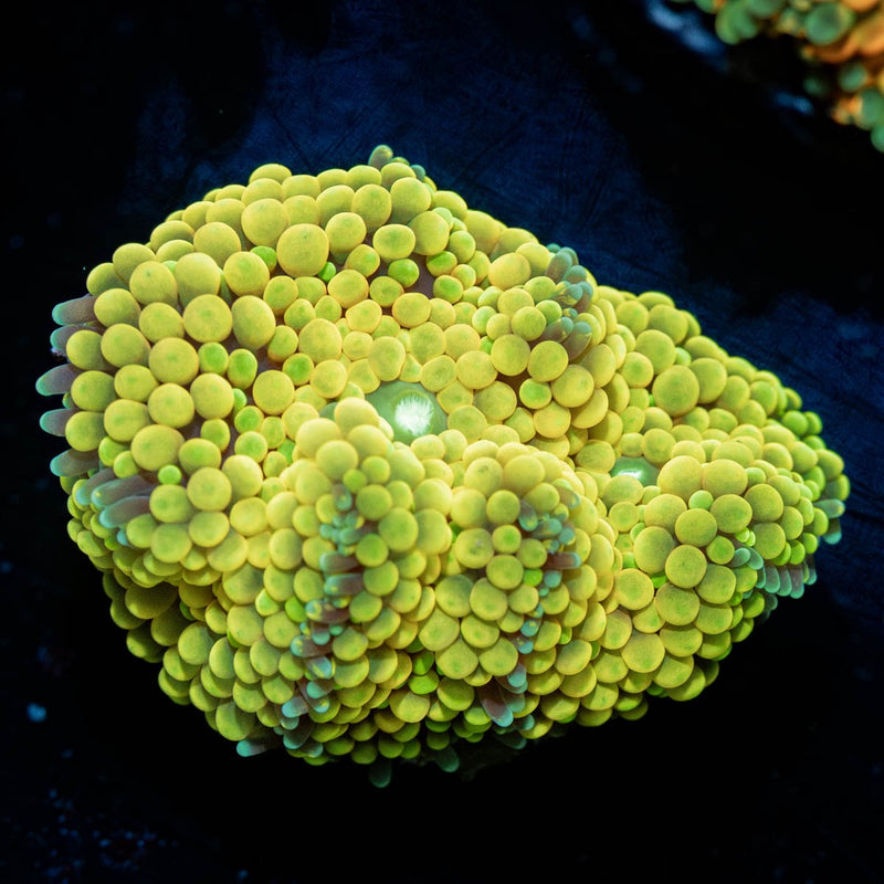 Yellow Ricordea Mushroom