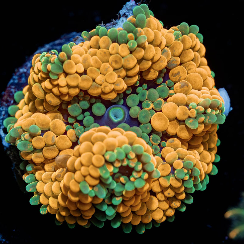 Orange Ricordea Mushroom