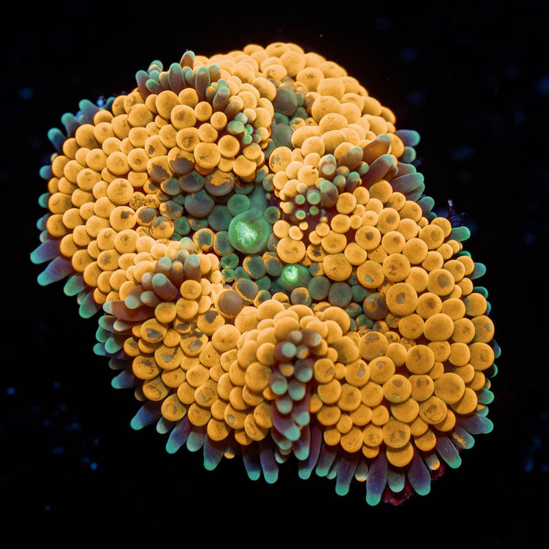 Orange Ricordea Mushroom