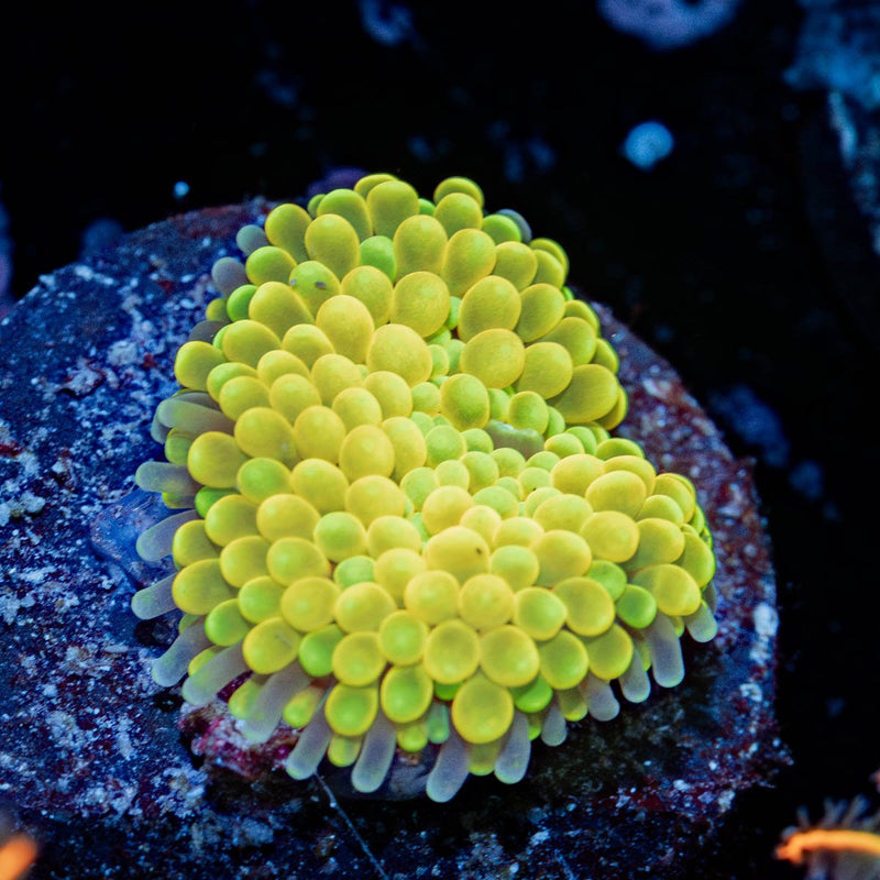 Yellow Ricordea Mushroom