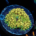 Yellow Ricordea Mushroom - riptide aquaculture llc