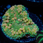 Bi Color Mushroom - riptide aquaculture llc