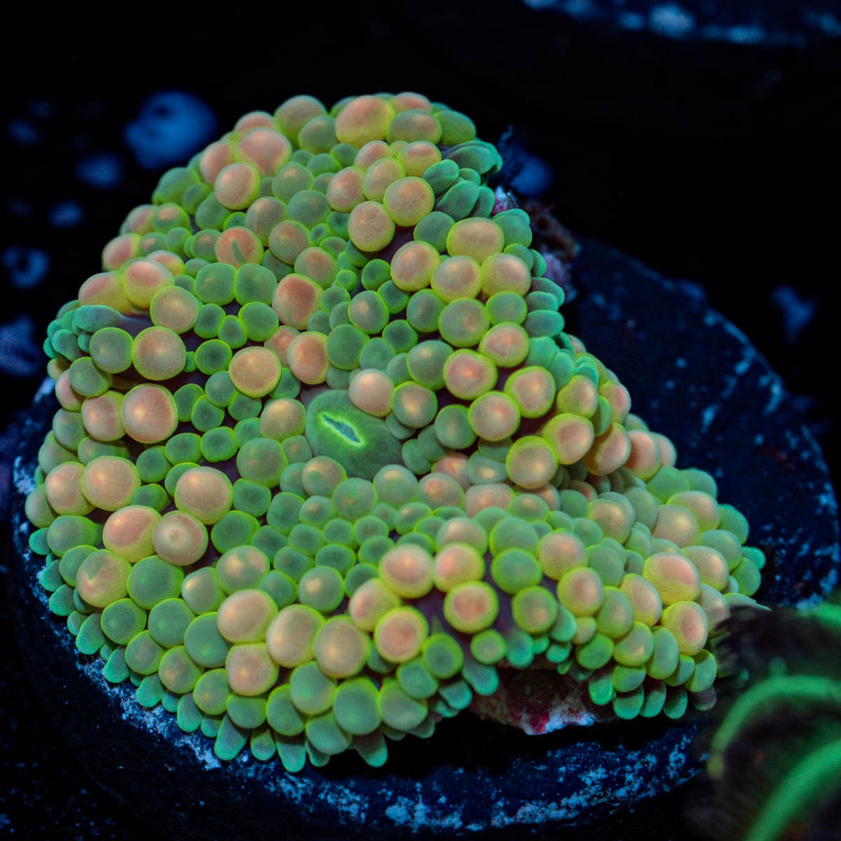 Bi Color Mushroom - riptide aquaculture llc