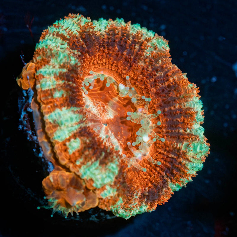 Blood Moon Asian Mushroom