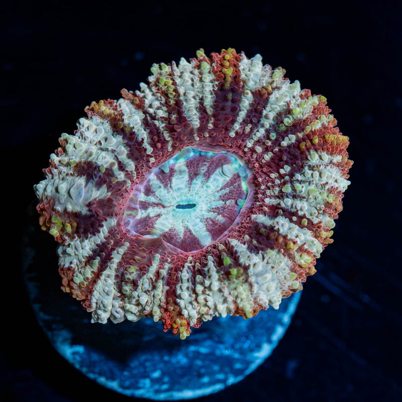 Koala Lovers Asian acan