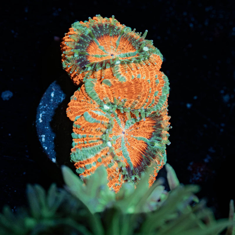 Tony The Tiger Asian Acan