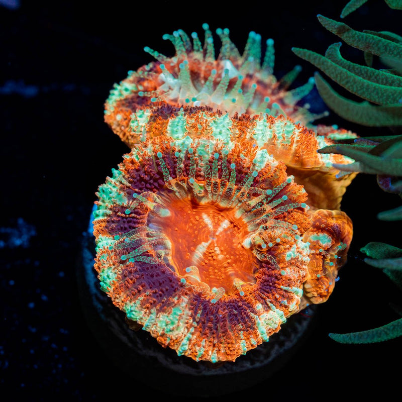 Blood Moon Asian Mushroom