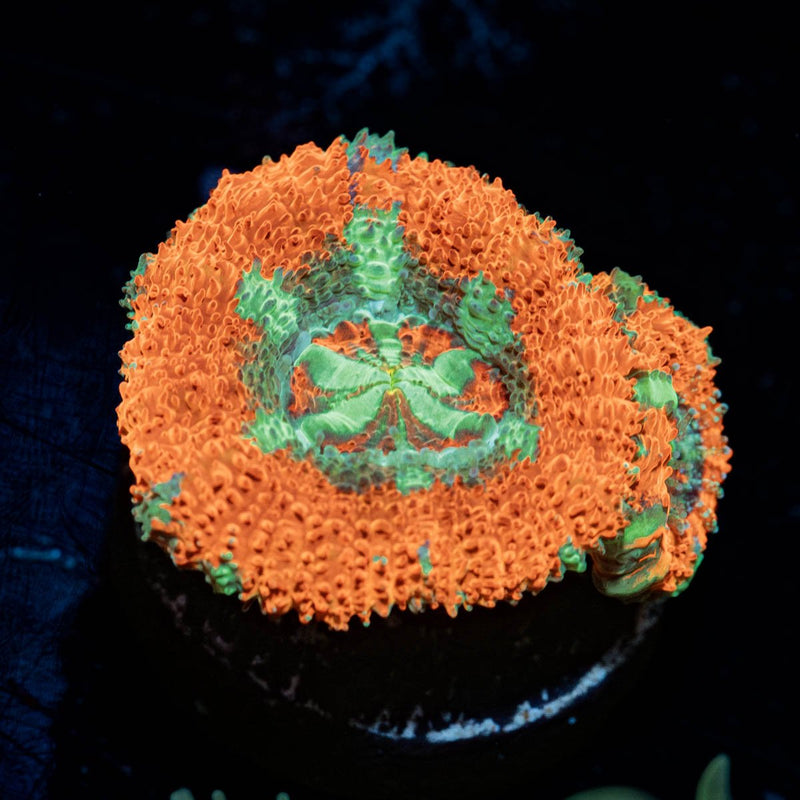 Captain Hook Asian Acan