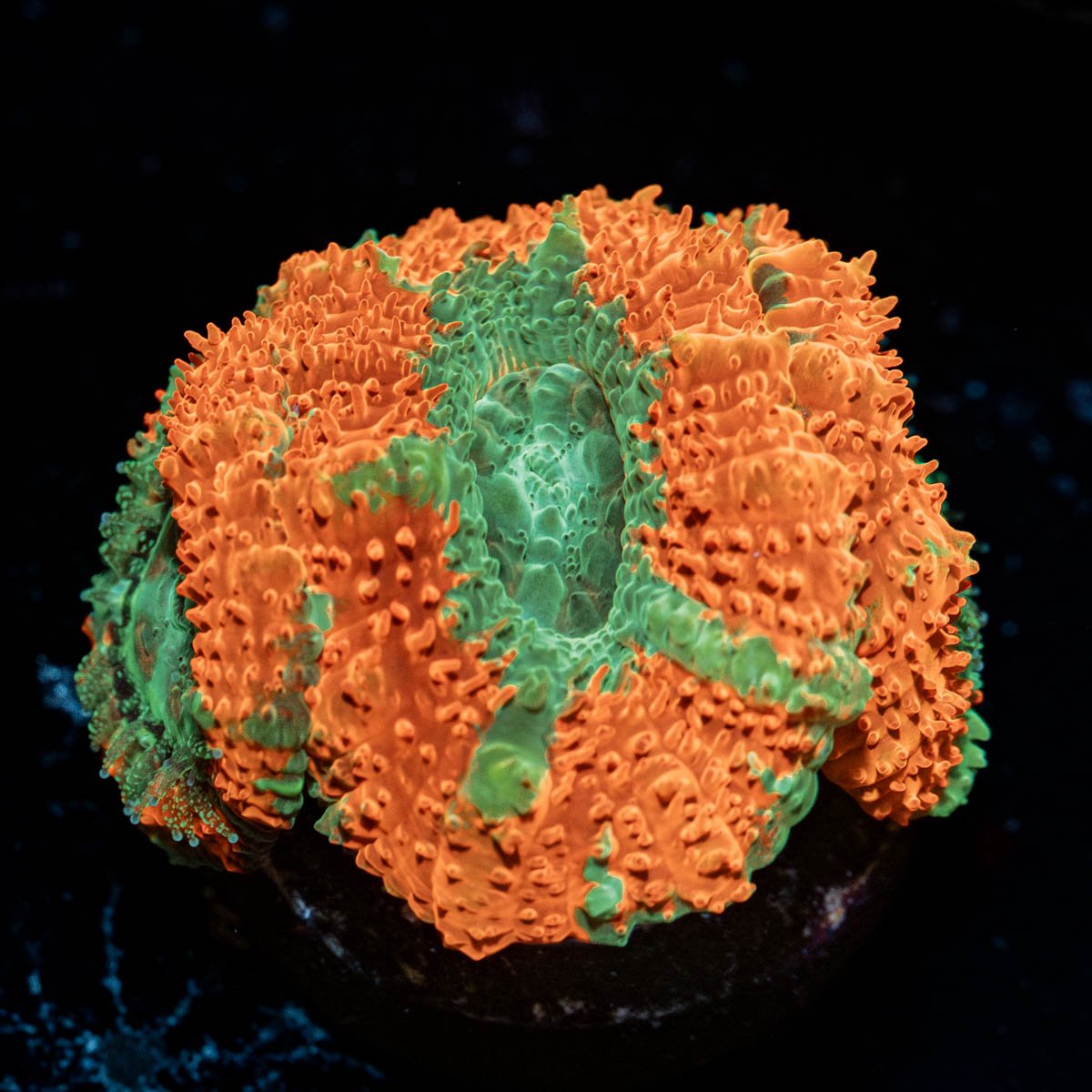 Captain Hook Asian Acan - riptide aquaculture llc