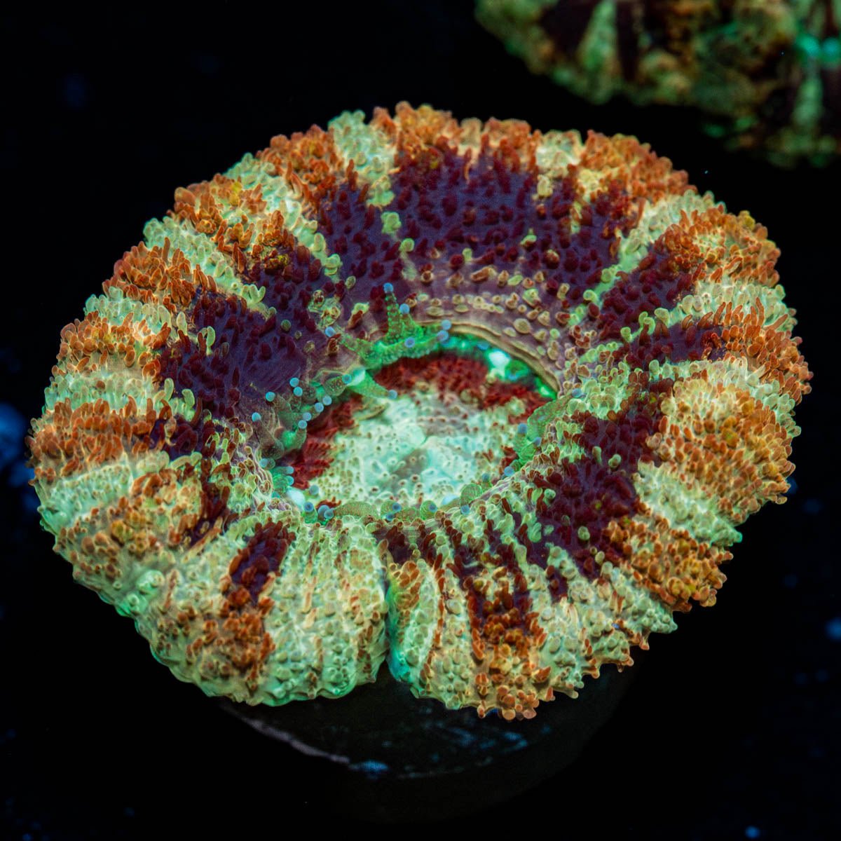 Wolverine Asian Acan - riptide aquaculture llc