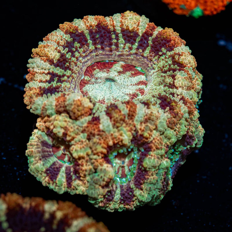 Wolverine Asian Acan