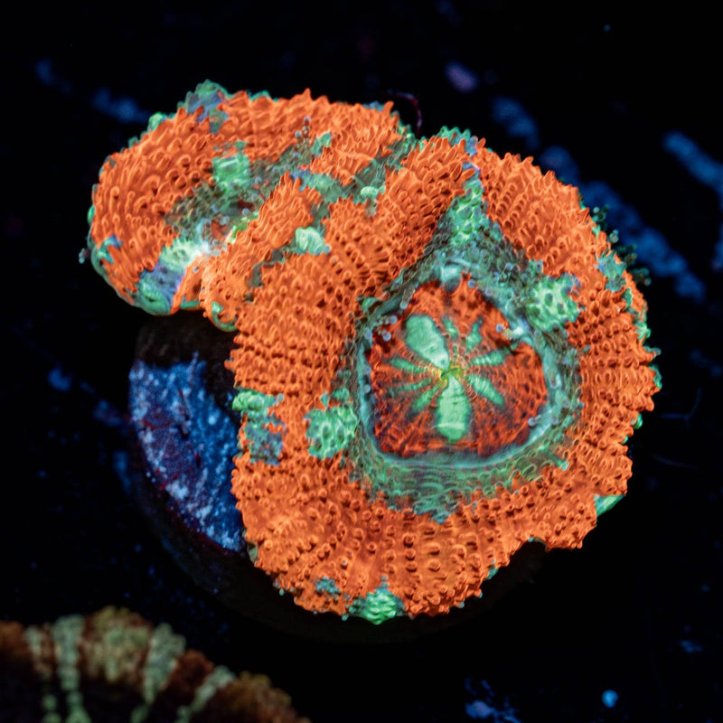 Captain Hook Asian Acan