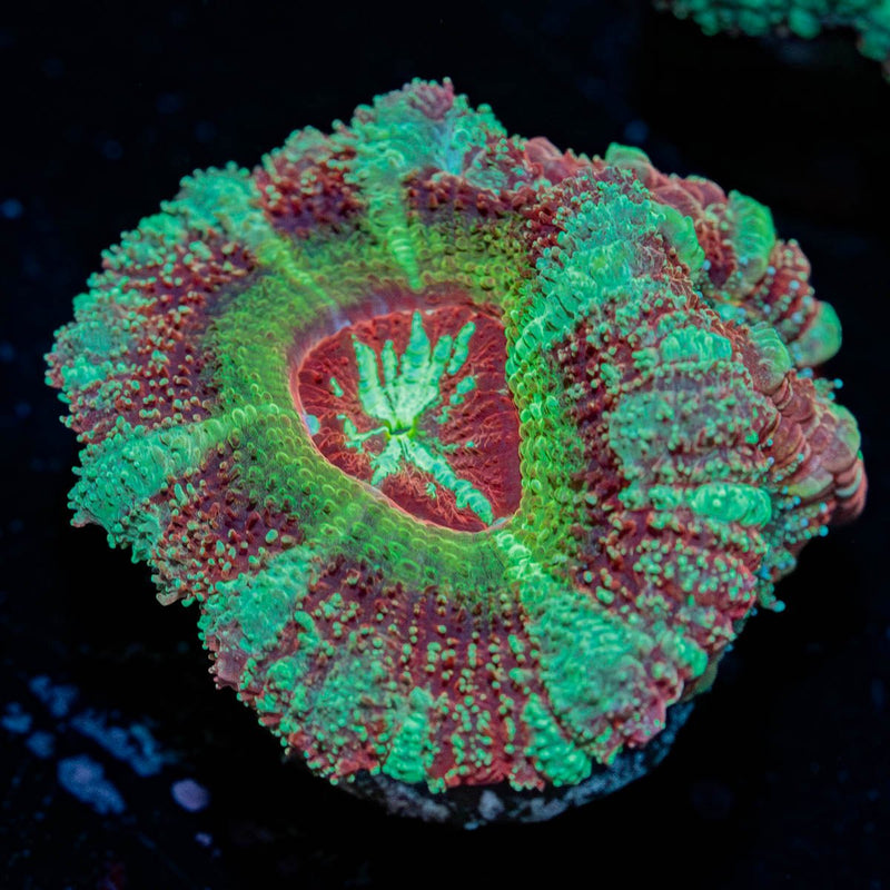 Leprechaun's Treasure Asian Acan