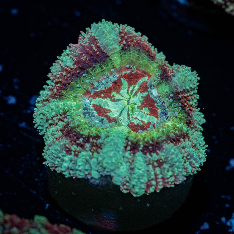 Leprechaun's Treasure Asian Acan