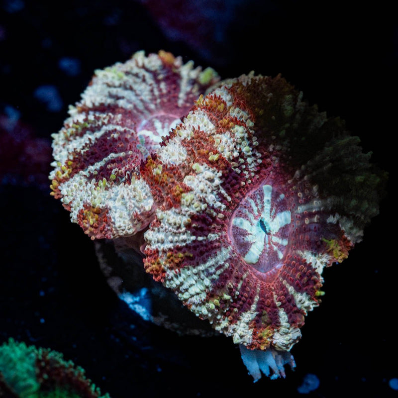 Red Panda Asian Acan