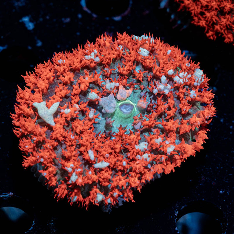 Saint Thomas Mushroom