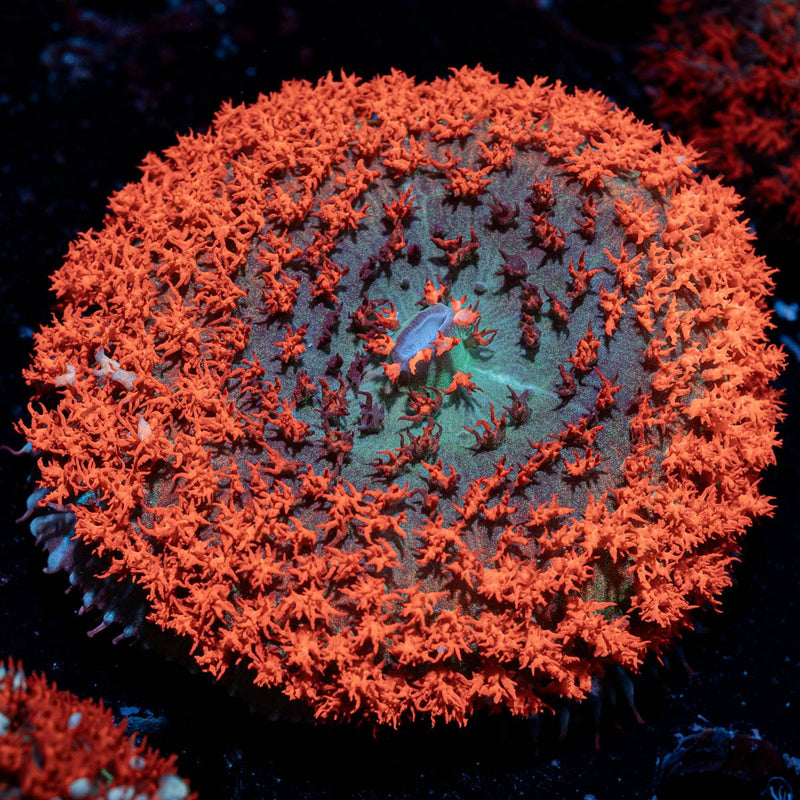 Saint Thomas Mushroom