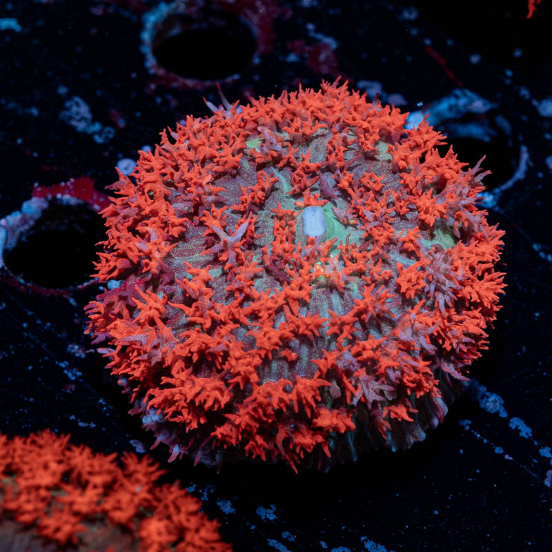 Saint Thomas Mushroom