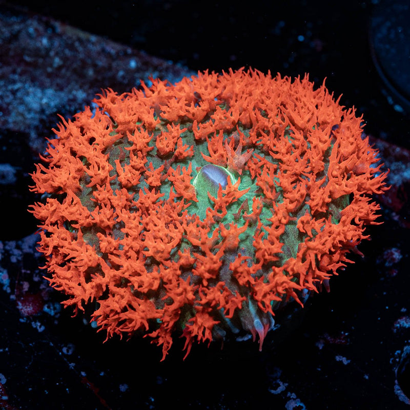 Saint Thomas Mushroom