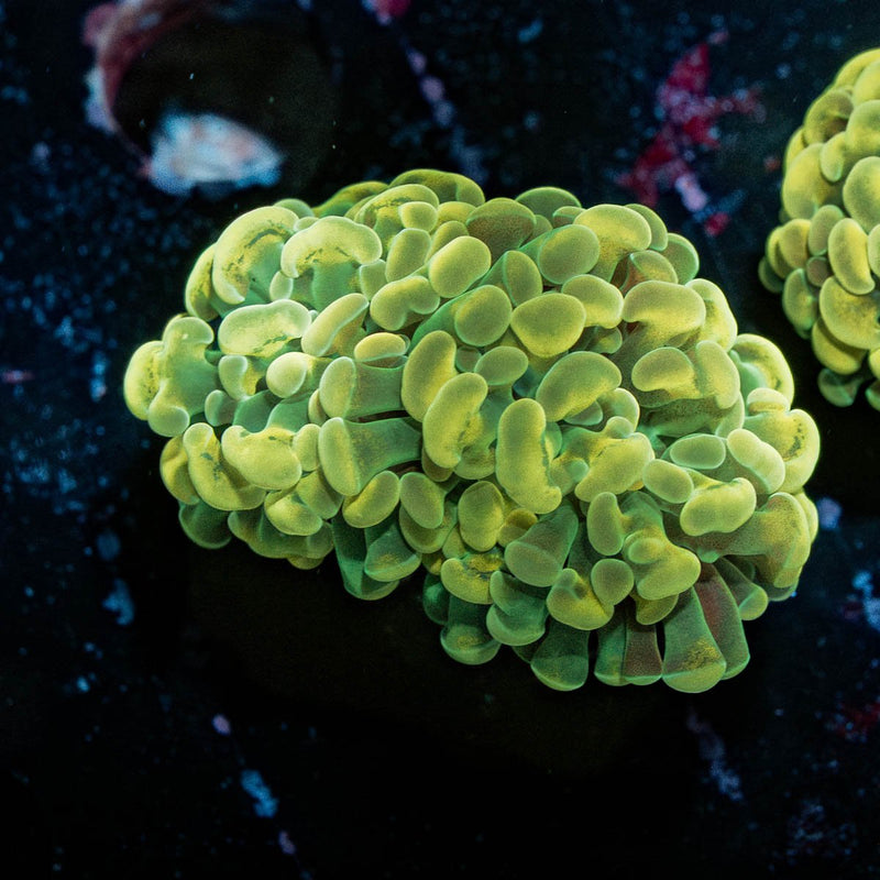 Golden Hammer Euphyllia