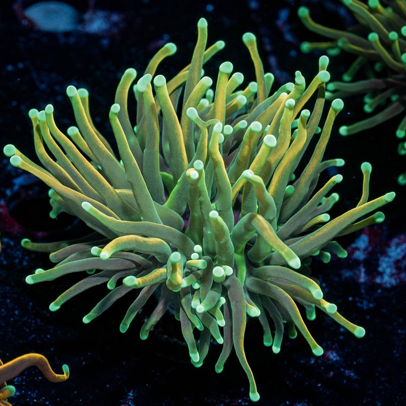 Inferno Gold Torch Euphyllia