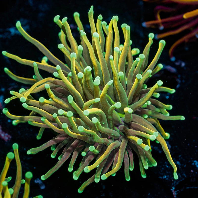 Inferno Gold Torch Euphyllia