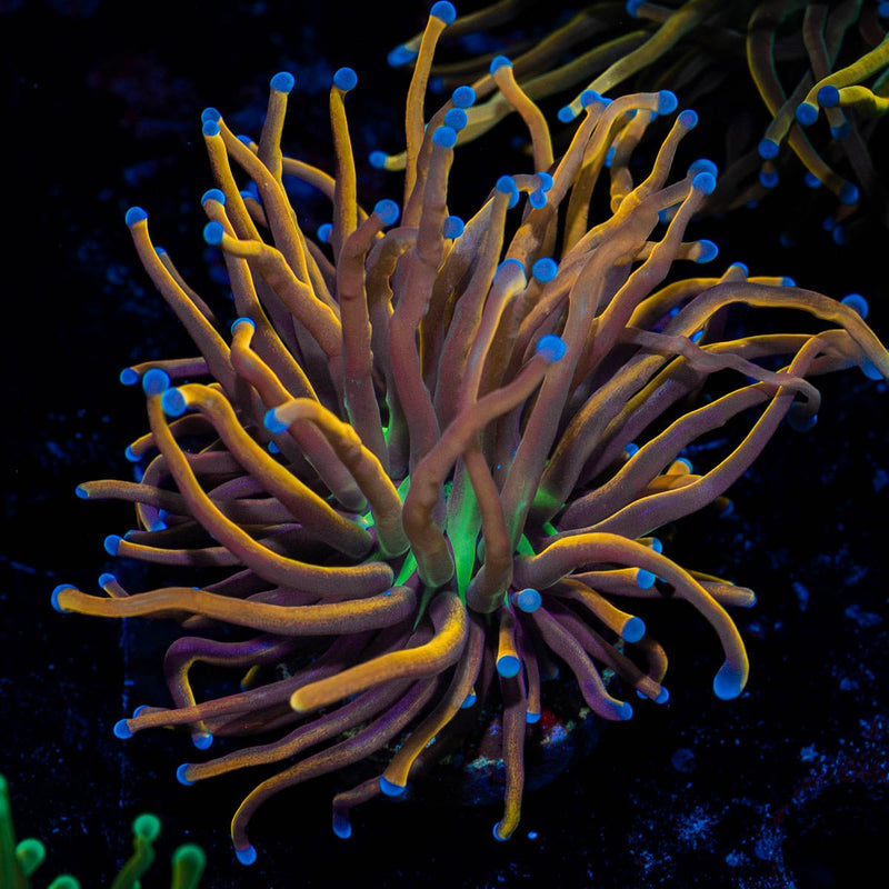 Gold Torch Euphyllia