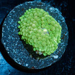 Green FL Ricordea Mushroom - riptide aquaculture llc