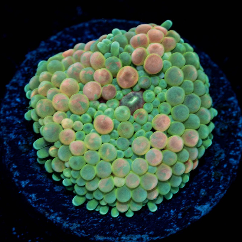 Rainbow FL Ricordea Mushroom