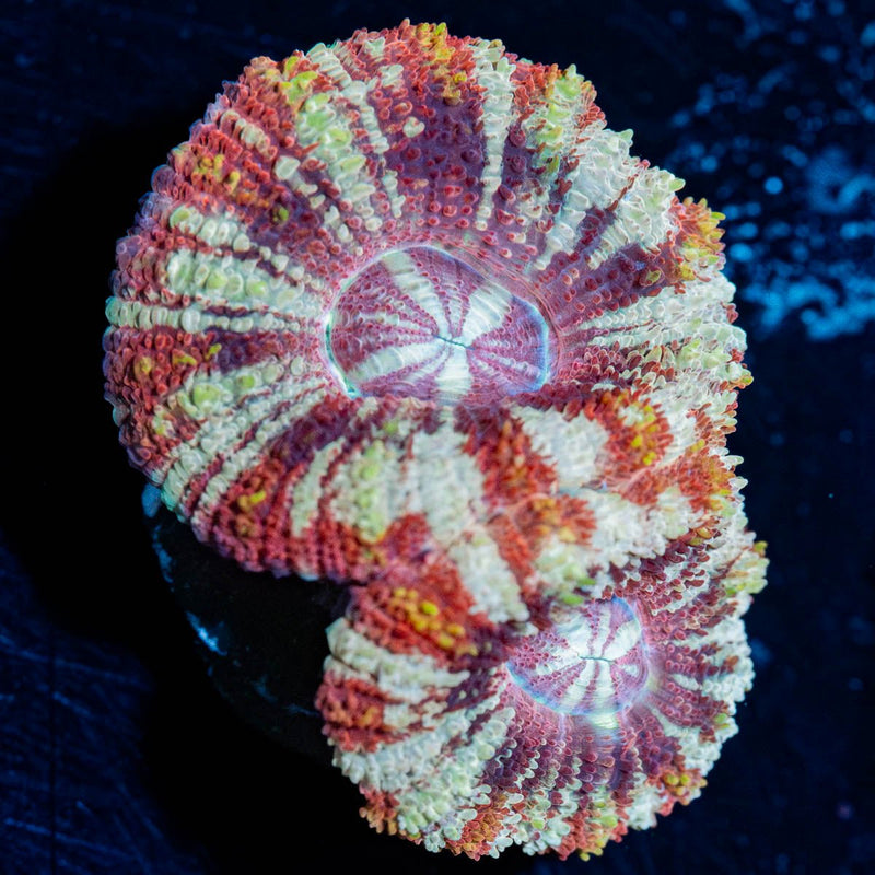 Red Panda Asian Acan