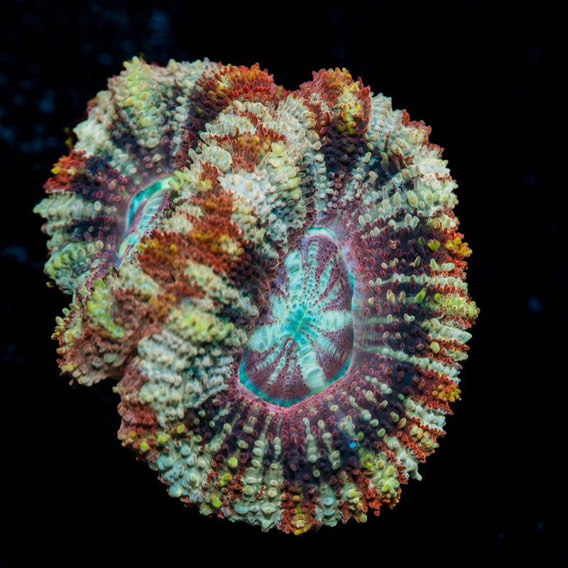 Koala Lovers Asian acan