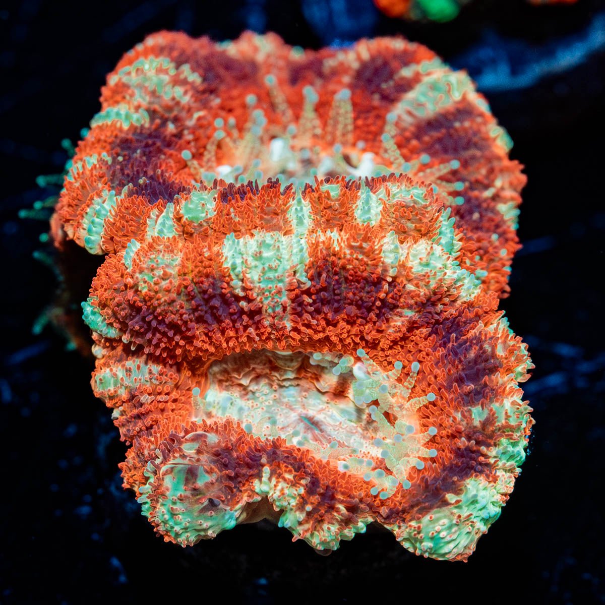 Blood Moon Asian Acan - riptide aquaculture llc