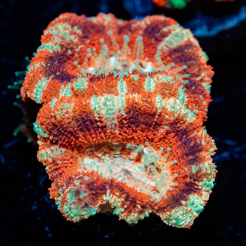 Blood Moon Asian Acan