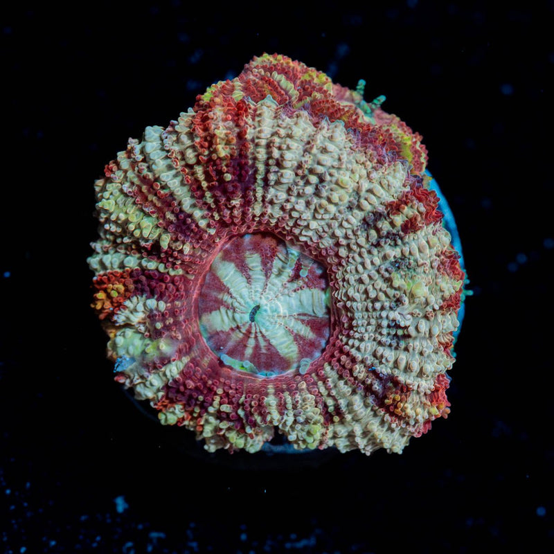 Red Panda Asian Acan