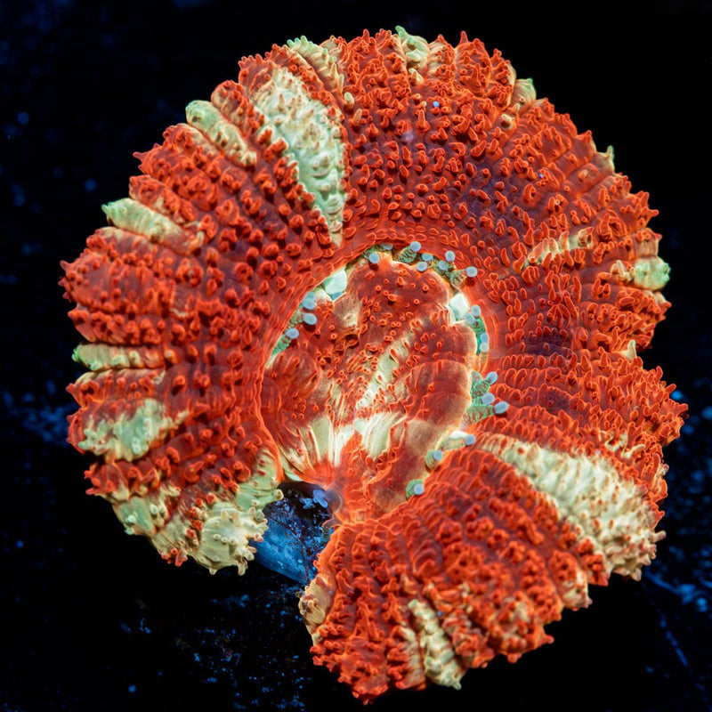 Blood Moon Asian Acan