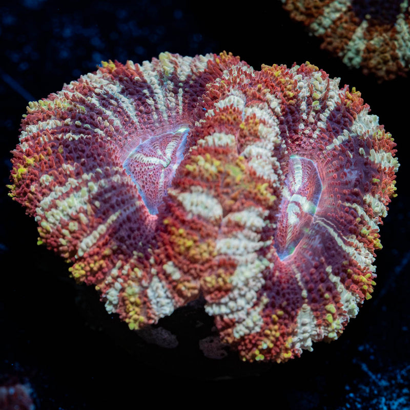 Red Panda Asian Acan