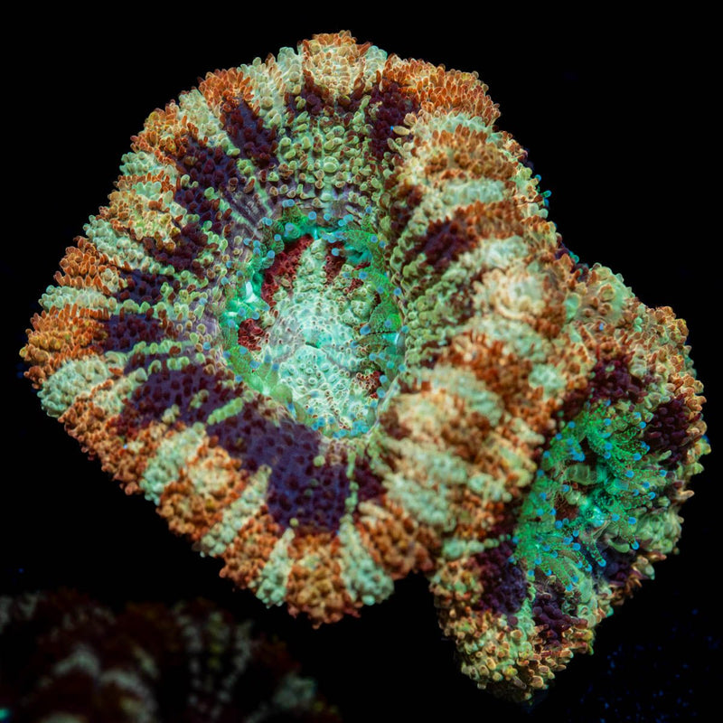Wolverine Asian Acan