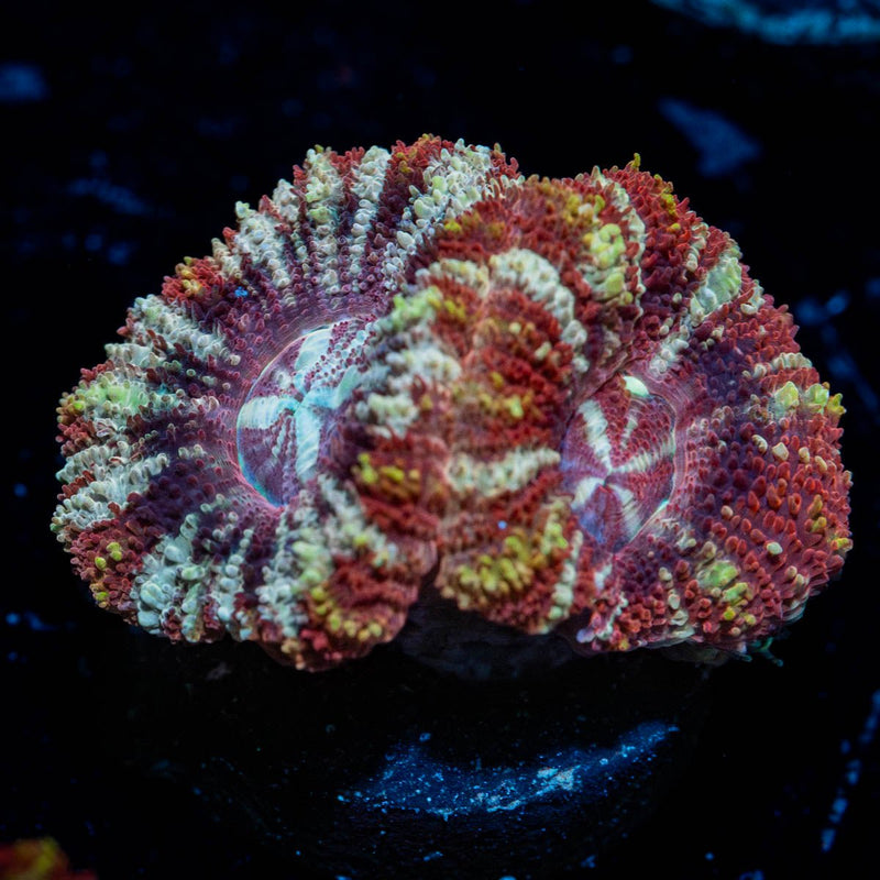 Red Panda Asian Acan