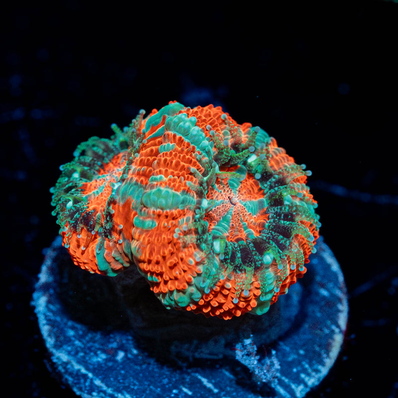 Captain Hook Asian Acan