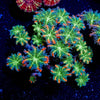 ARC Firework Clove Polyps - riptide aquaculture llc