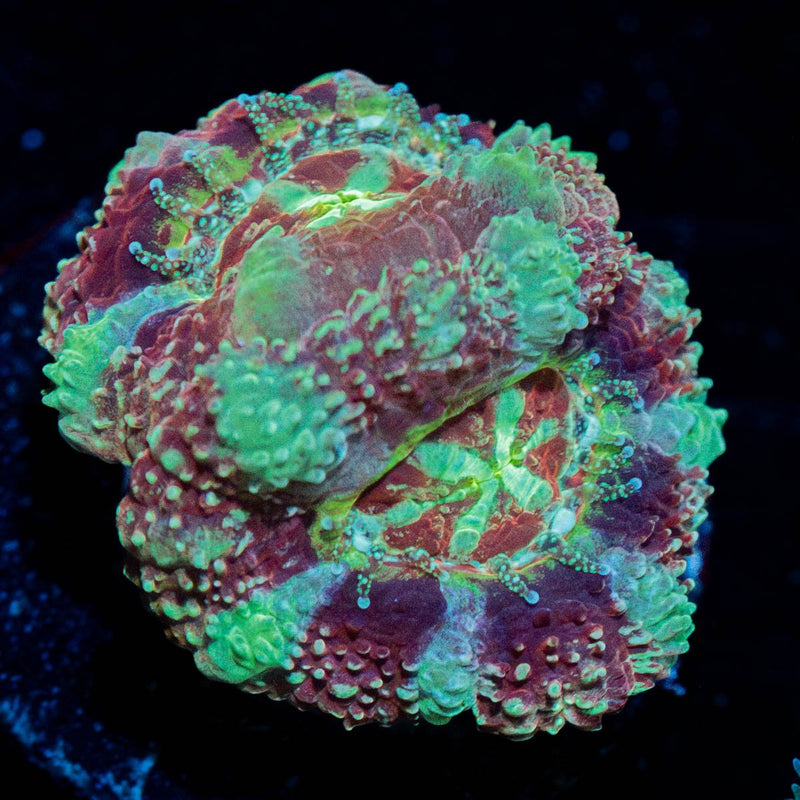 Leprechaun's Treasure Asian Acan