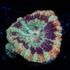 Wolverine Asian Acan - riptide aquaculture llc