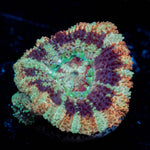 Wolverine Asian Acan - riptide aquaculture llc