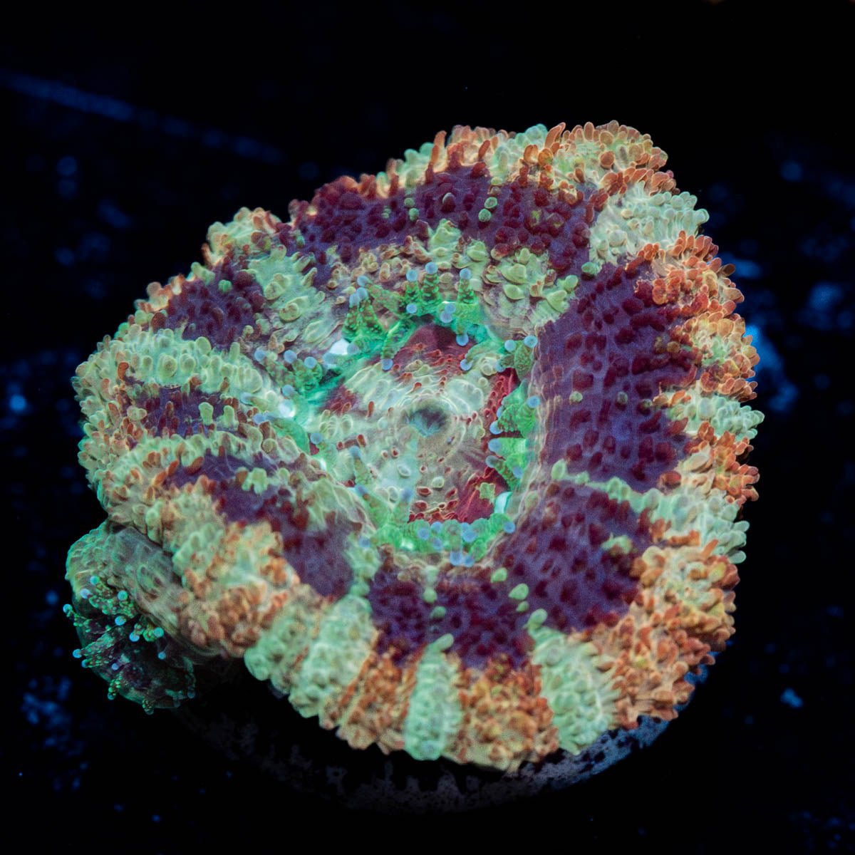 Wolverine Asian Acan - riptide aquaculture llc