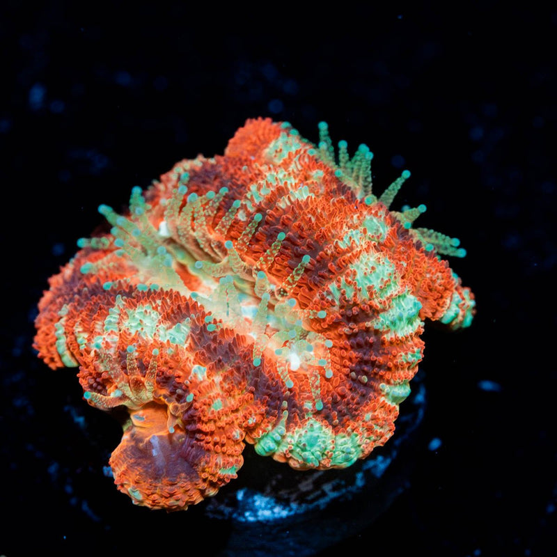 Blood Moon Asian Acan
